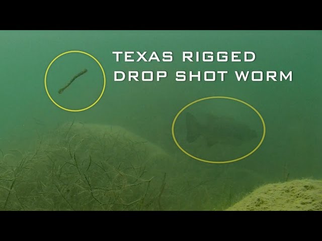 How to Drop Shot Grass Lines for Bass 