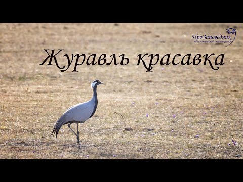 Знакомим с птицей. Журавль красавка