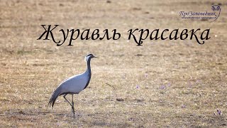 Знакомим с птицей. Журавль красавка