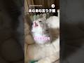 あむあむあむ…｜PECO