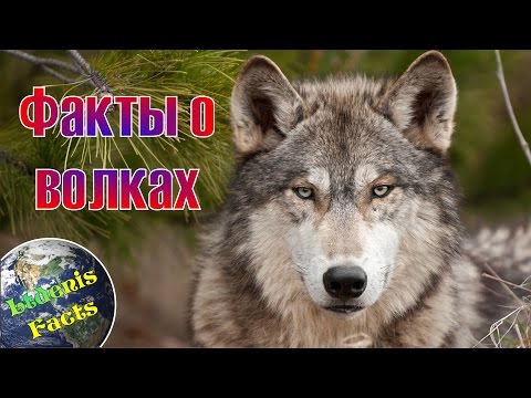 Video: 8 Interessante Fakten über Wölfe