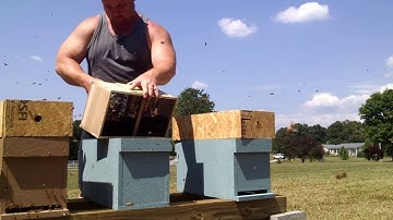 How to install a package of honey bees