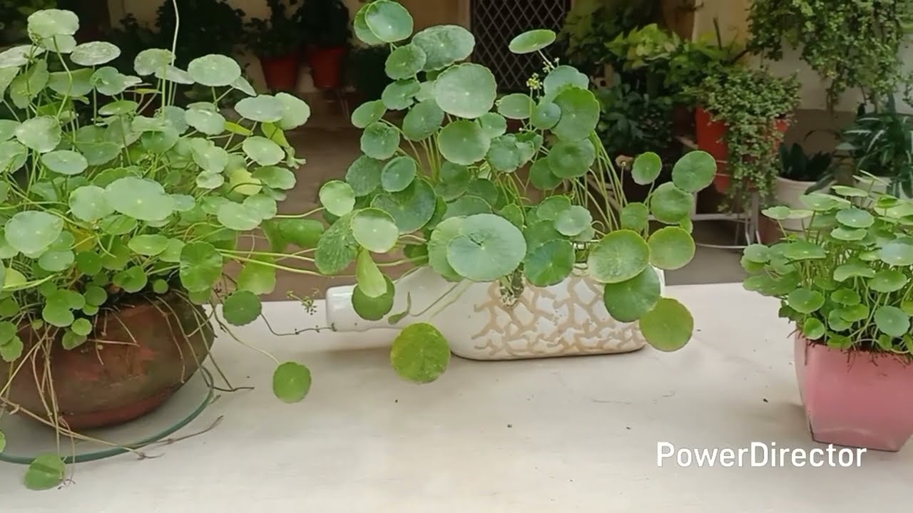 Щитолистник, какого вы еще никогда не видели — 3 уникальных способа выращивания