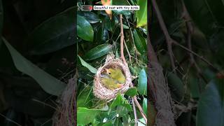 Download Lagu Beautiful nest with tiny birds. #birds MP3 Download Lagu Beautiful nest with tiny birds. #birds MP3