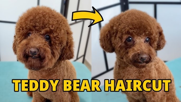 Poodle Teddy Bear Makeover You