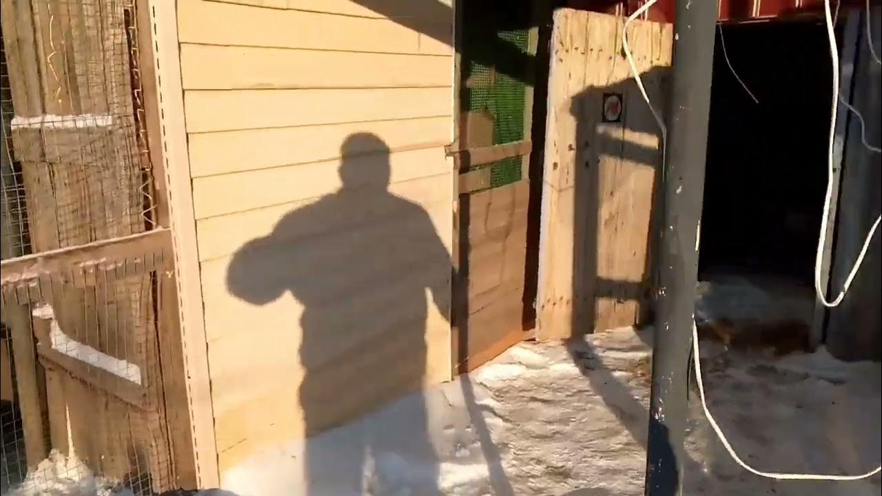 Супер несушка 🐔"микс" расклёвывает яйца 🥚 - YouTube