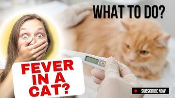 How Do You Bring Down a Fever in a Cat?