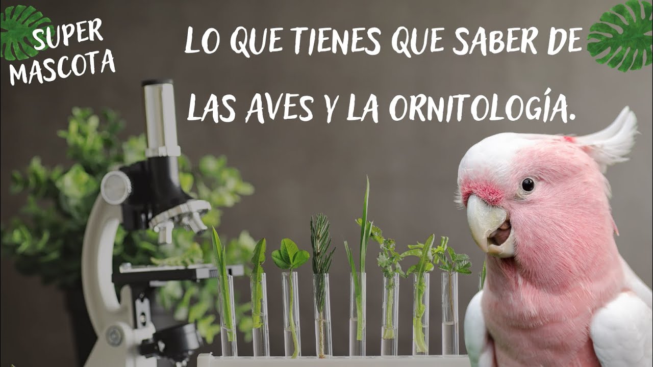 Lo que tienes que saber de las AVES y la ornitología.