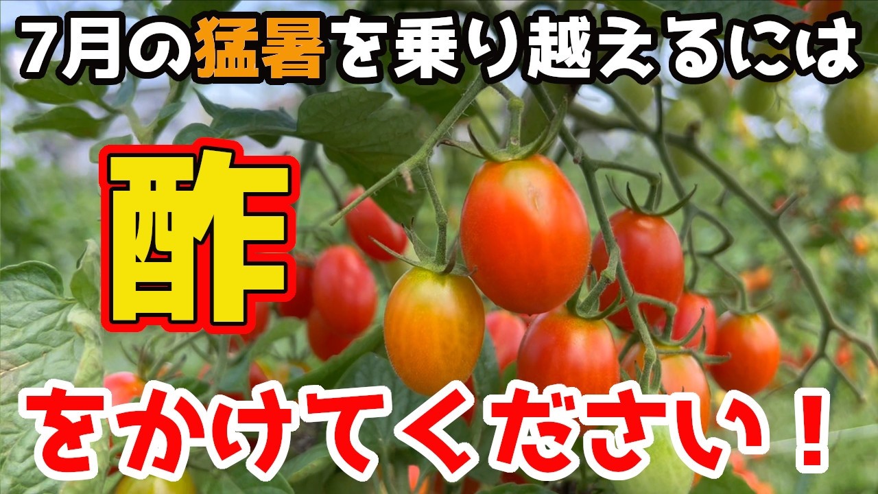 Tomatoes] It's Not Too Late! If Temperatures Exceed 30°C (86°F