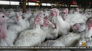 Local Turkey Farm Adapting To Thanksgiving Demands During COVID