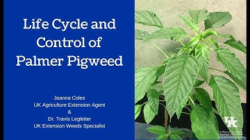 Palmer Pigweed (Amaranthus palmeri) Lifecycle & Control