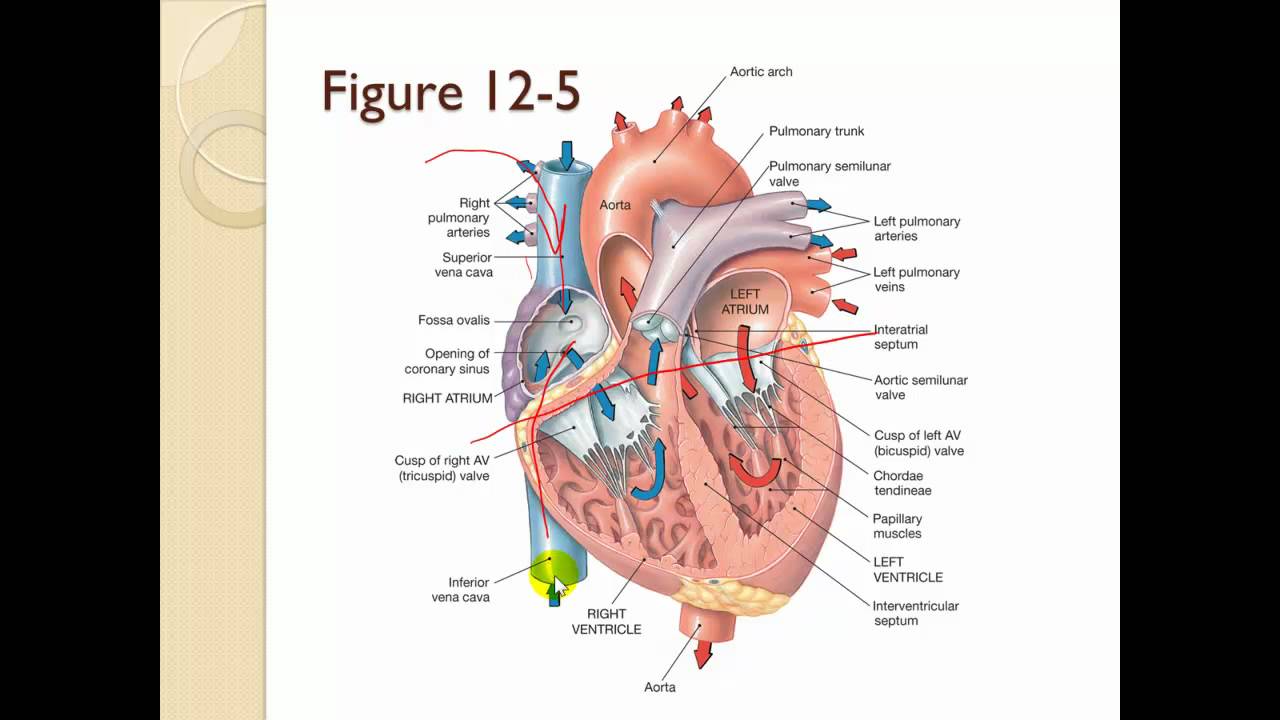 Chapter 11 The Cardiovascular System Workbook Answers MhairiRhylie