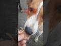 feed a stray, heal a soul 🐱💞. #cat #animal #pet #love #shorts #shortsfeed #ytshorts #viral