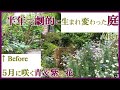 【庭改造】半年で劇的に生まれ変わった庭*植栽のコツ/魅力的な5月に咲く青・紫の花/ネコと庭とガーデニング