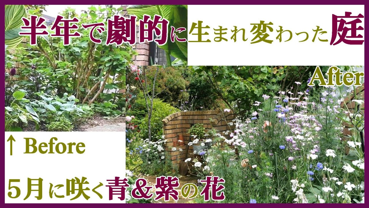 A garden that has been dramatically reborn in half a year/Blue and