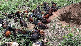 56 dead roosters found, 4 arrested after cockfighting report on Rusk County property