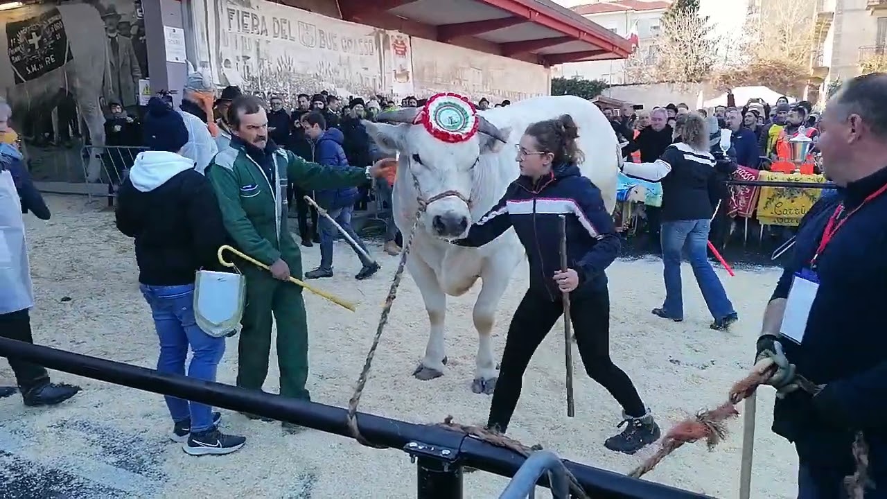 Fiera del Bue Grasso 2023: il carrucese Allione Cardone trionfa nella categoria 