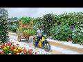 Harvest A Truckload Of Cassava Leaves, Chayot, Malabar Spinach To Sell At The Market – Cook & Farm