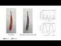 Planar Modeling and Sim-to-Real of a Tethered Multimaterial Soft Swimmer Driven by Peano-HASELs
