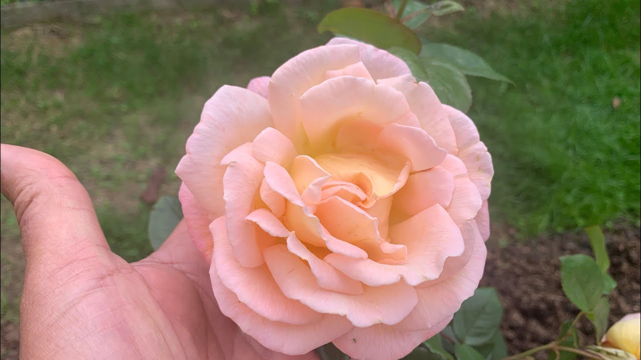 Update on my mums No Dig Rose Garden | English Rose Garden Tour