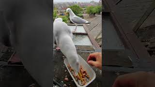 My Pet Seagull Is A Greedy Goblin!