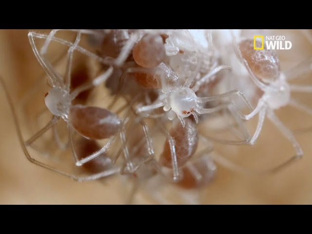 Les Cocons S Ouvrent Voici Les Bebes Araignees Youtube