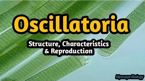 Oscillatoria | Structure & Reproduction | BS/MS-Botany | Urdu & Hindi