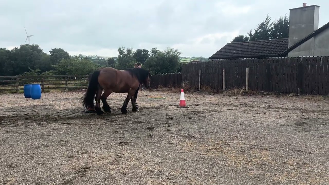 Lauren Gilman and Bentley July 25 First Level Horse Agility