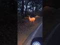 Cutedeerwaiting#cute deer#deer lover#wildlife lover#wild safari#short feeds#viral shorts#wild# hiran