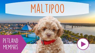 Maltipoo Fun Facts by Petland Memphis 9 views 3 months ago 1 minute, 1 second