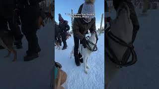 Dog Sledding