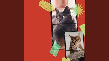 Pulsating Ambiance for Quiet Kitten