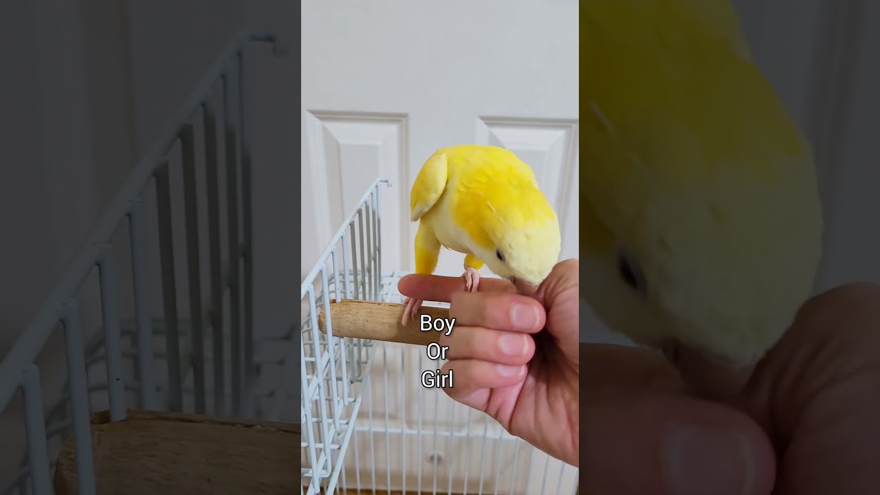 Мой новый попугай-квакер 