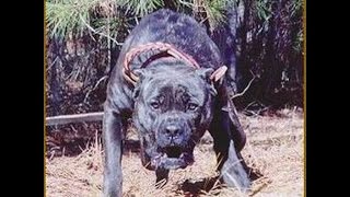 САМЫЕ ОПАСНЫЕ ПОРОДЫ СОБАК. ТОП 10 САМЫХ ОПАСНЫХ ПОРОД СОБАК В МИРЕ. № 4 ПРЕСА-КАНАРИО САМЫЕ ОПАСНЫЕ ПОРОДЫ СОБАК. ТОП 10 САМЫХ ОПАСНЫХ ПОРОД СОБАК В МИРЕ. № 4 ПРЕСА-КАНАРИО