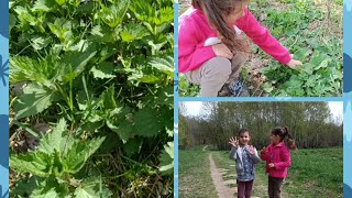 Гуляю с детками, собираем крапиву и лопух в апреле.