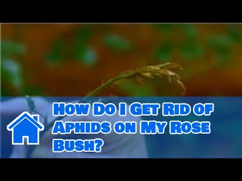 Care for Knockout Roses : How Do I Get Rid of Aphids on My Rose Bush?