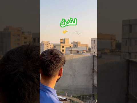 پرش ناوگان ۱۰۰تایی جمال یزدی در مشهد  شورت کبوتر بلندپرواز لندن