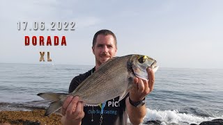 DORADA XL