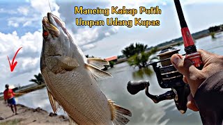 Fishing for White Snapper with Peeled Shrimp Bait Fishing for White Snapper with Peeled Shrimp Bait