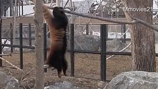 逆さまレッサーパンダ~Red Panda was hanging in the foot
