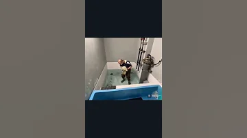детёныш тюленя учится  плавать!  впервые попадает в воду