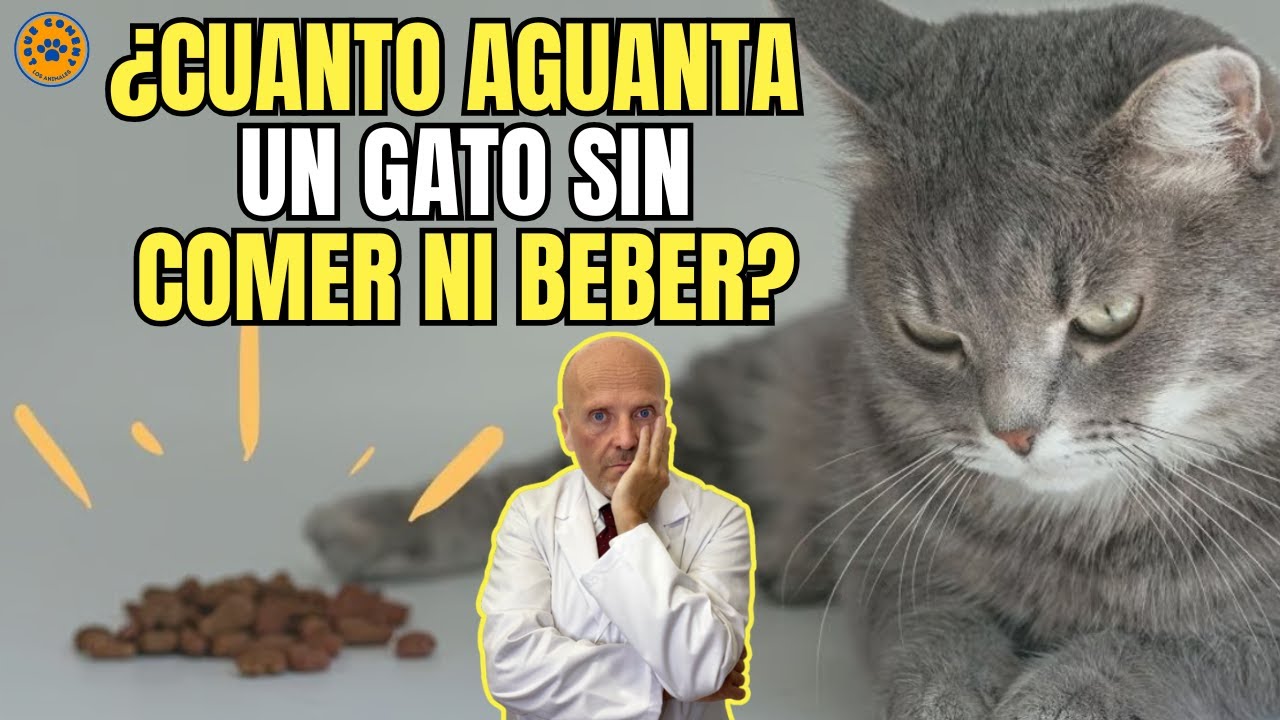 🐱 ¿CUANTO AGUANTA UN GATO SIN COMER NI BEBER? 🐱 - YouTube