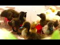 Ducklings first feed after hatching !Care of Baby ducks in Homeland