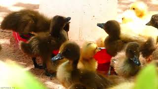Ducklings first feed after hatching !Care of Baby ducks in Homeland