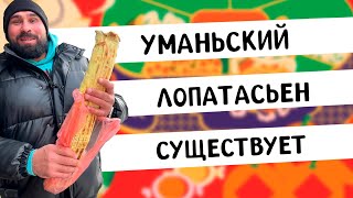 Самая Большая Шаурма в городе Умань