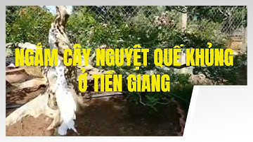 Xem Cây Nguyệt Quế Khủng ở Tiền Giang  | Bonsai miền tây