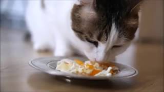 homemade cat food  fried egg