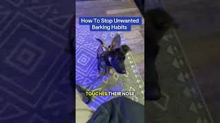 How To Stop Demand Barking #dogtraining #dogtrainer #positivedogtraining #forcefreedogtraining