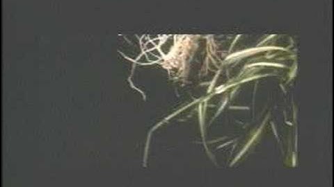 Tortoise - Salt the Skies