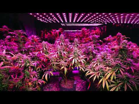 Ganja Farmer -  Marlon Asher  ( Sped up )